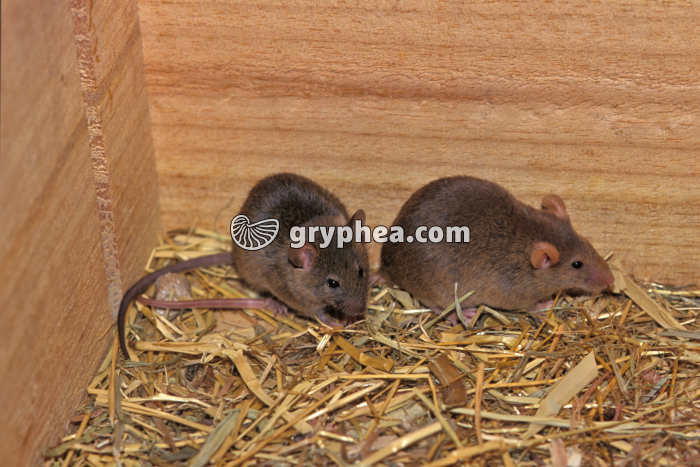 Souris - mâle et femelle  - gryphea.com